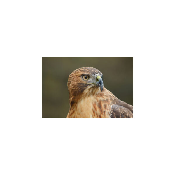 Canon EOS R6 Mark III kit 24-105mm